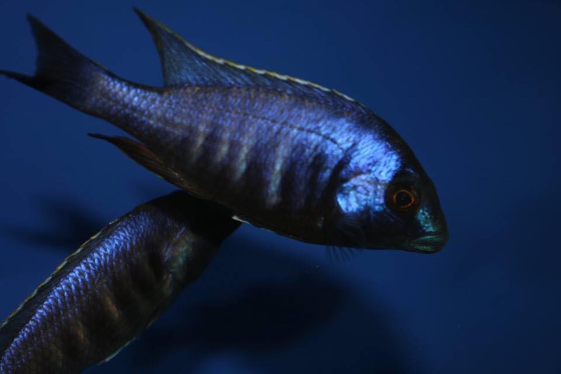 Placidochromis electra 'Chiofu Bay'